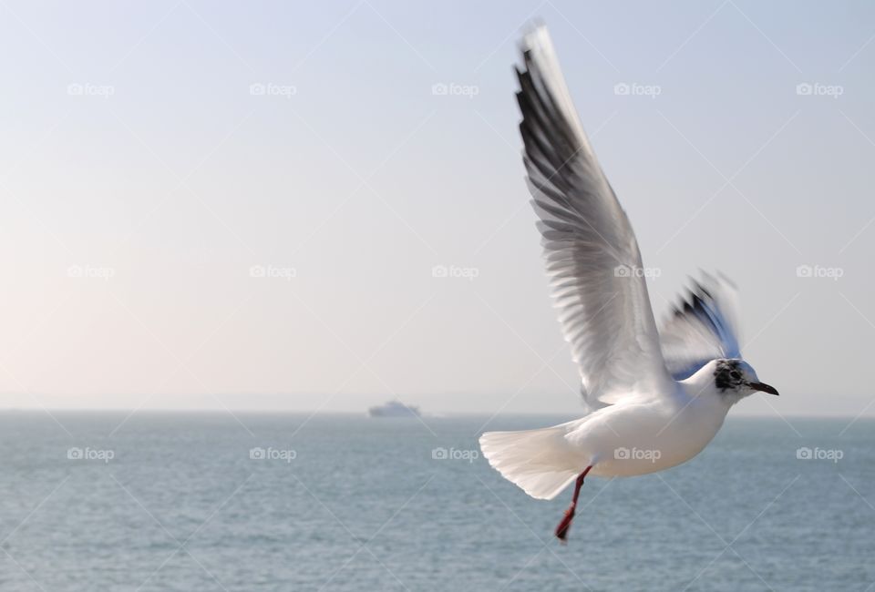 Seagull