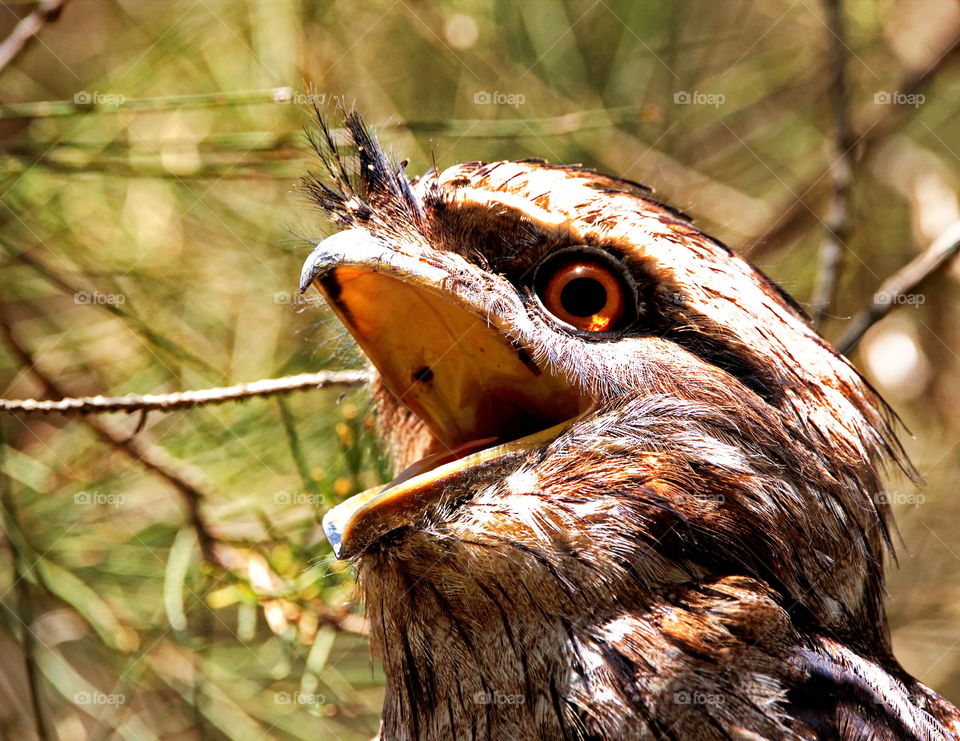  Tawny frogmouth