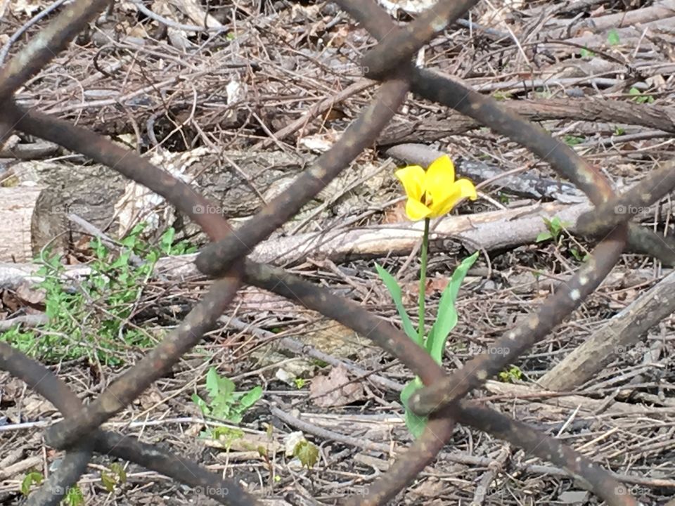 Isolated yellow tulip growing in woods and debris behind rusted chain link fence abstract resilience in nature and perseverance background photography