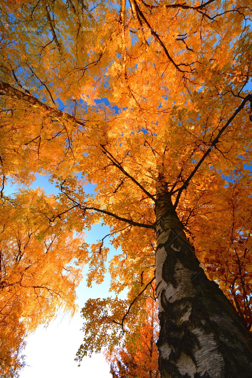 Looking up at the majestic nature 