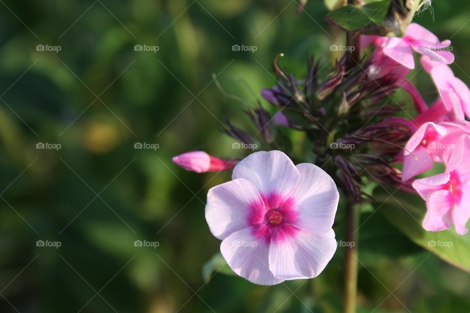 pink flower