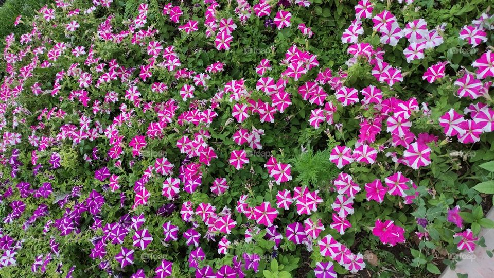 flowers, Uzbekistan, Tashkent, broadway, chimes, Amir Temur, monuments, landmark, landscape, streets, buildings, architecture
