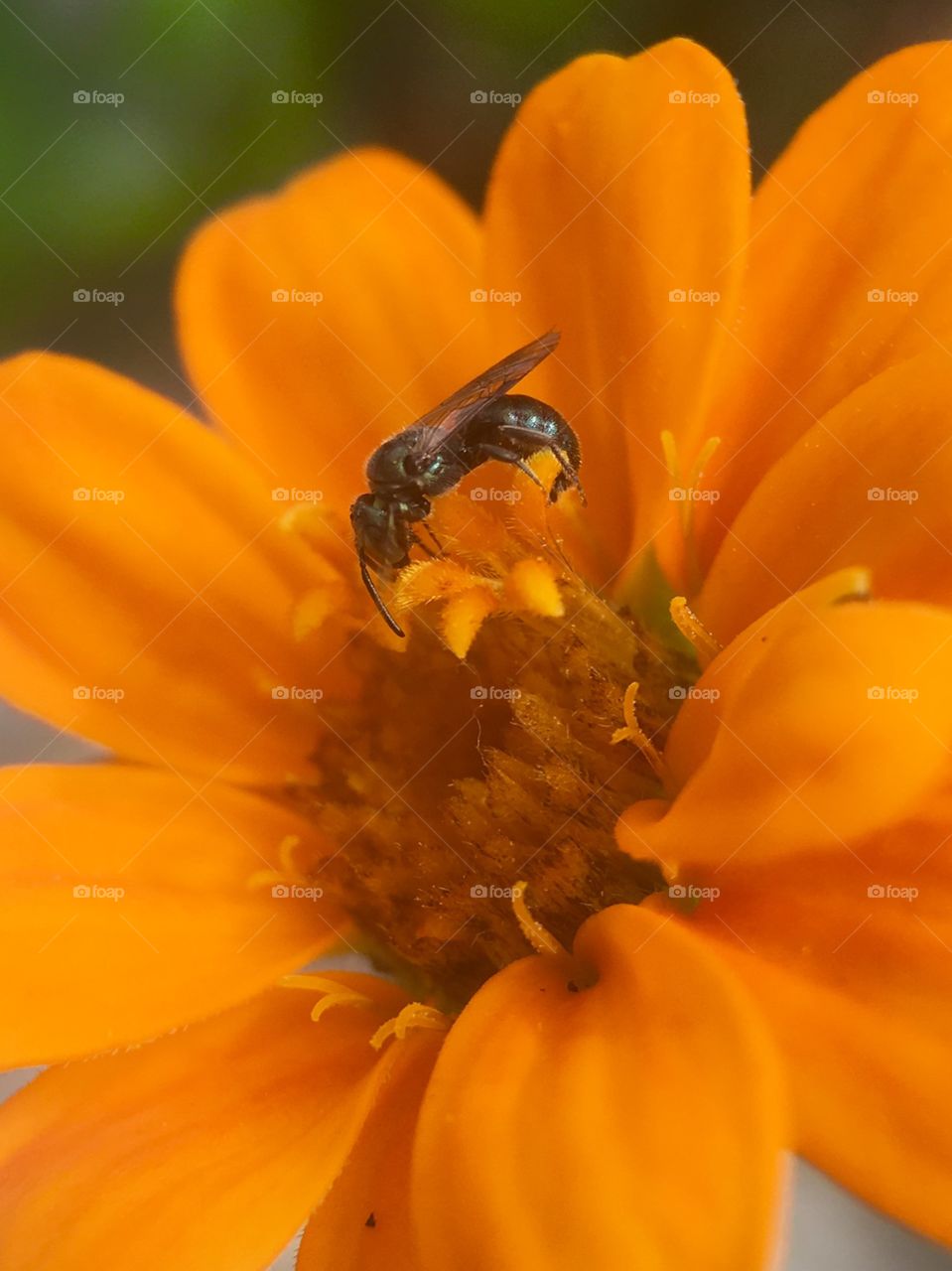 Stingless bee looking for food