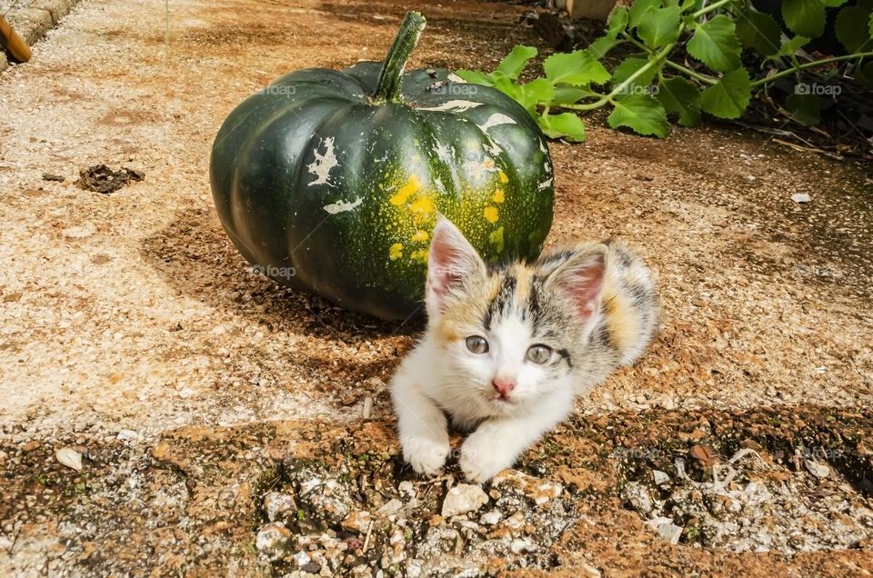 Cat And Pumpkin