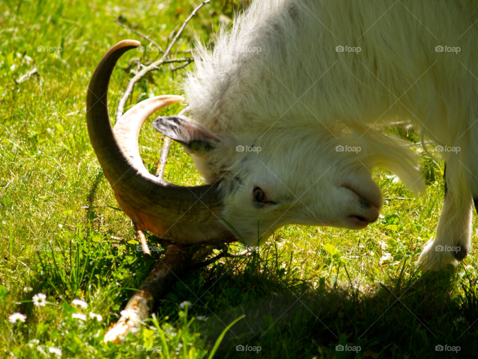 sommar goat get by kalubro