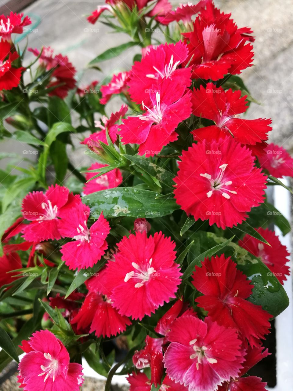 The blooming of dianthus with pretty red flowers.