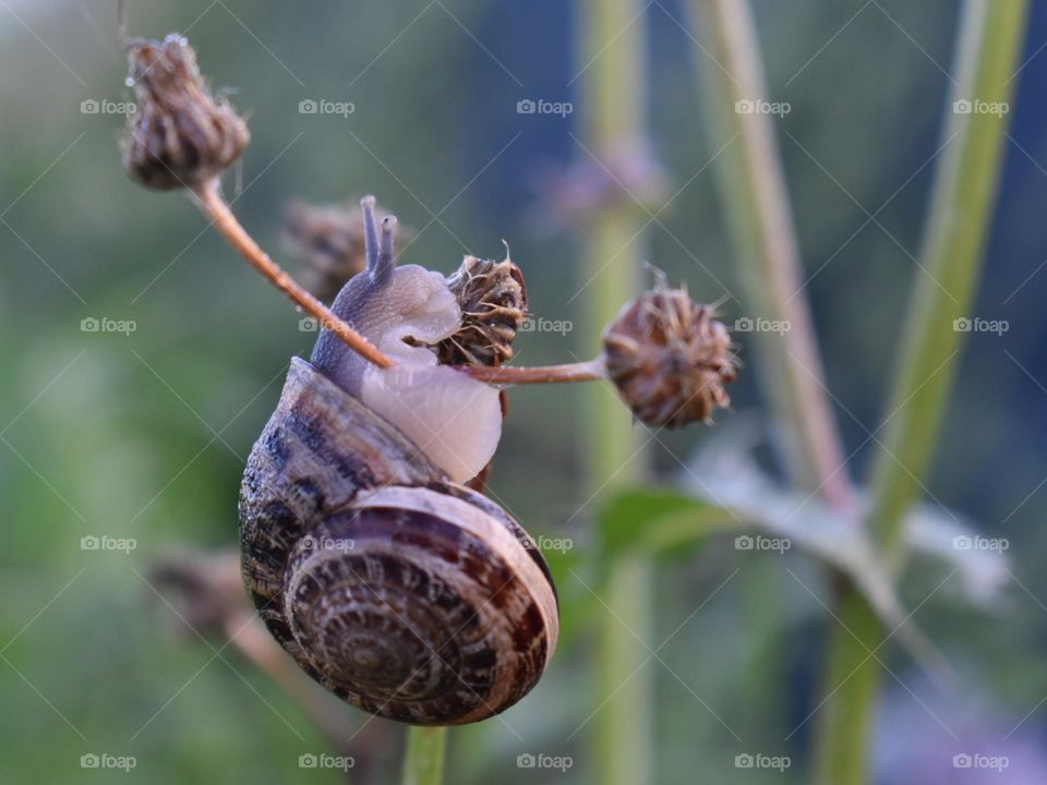 snail