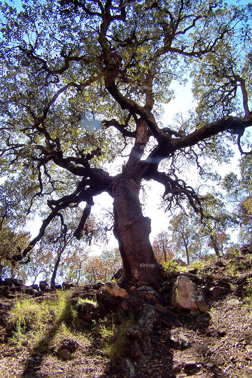 wood tree cork texture by benjaminet