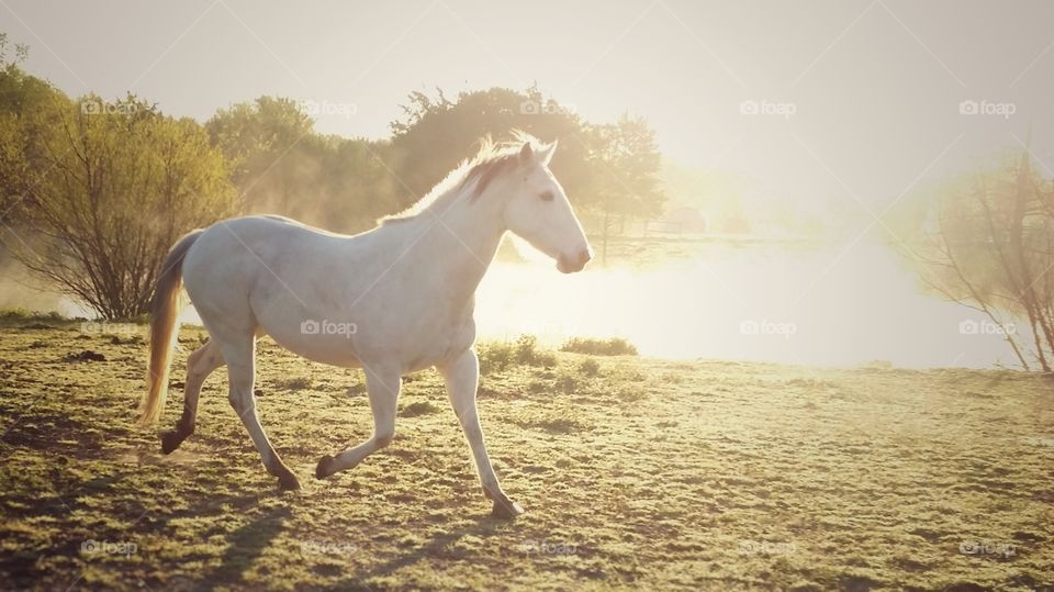 White gray horde trotting in a foggy pasture by a pond in early morning spring