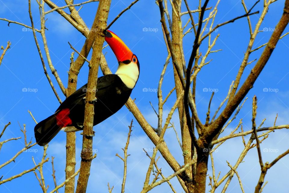 Toucan
