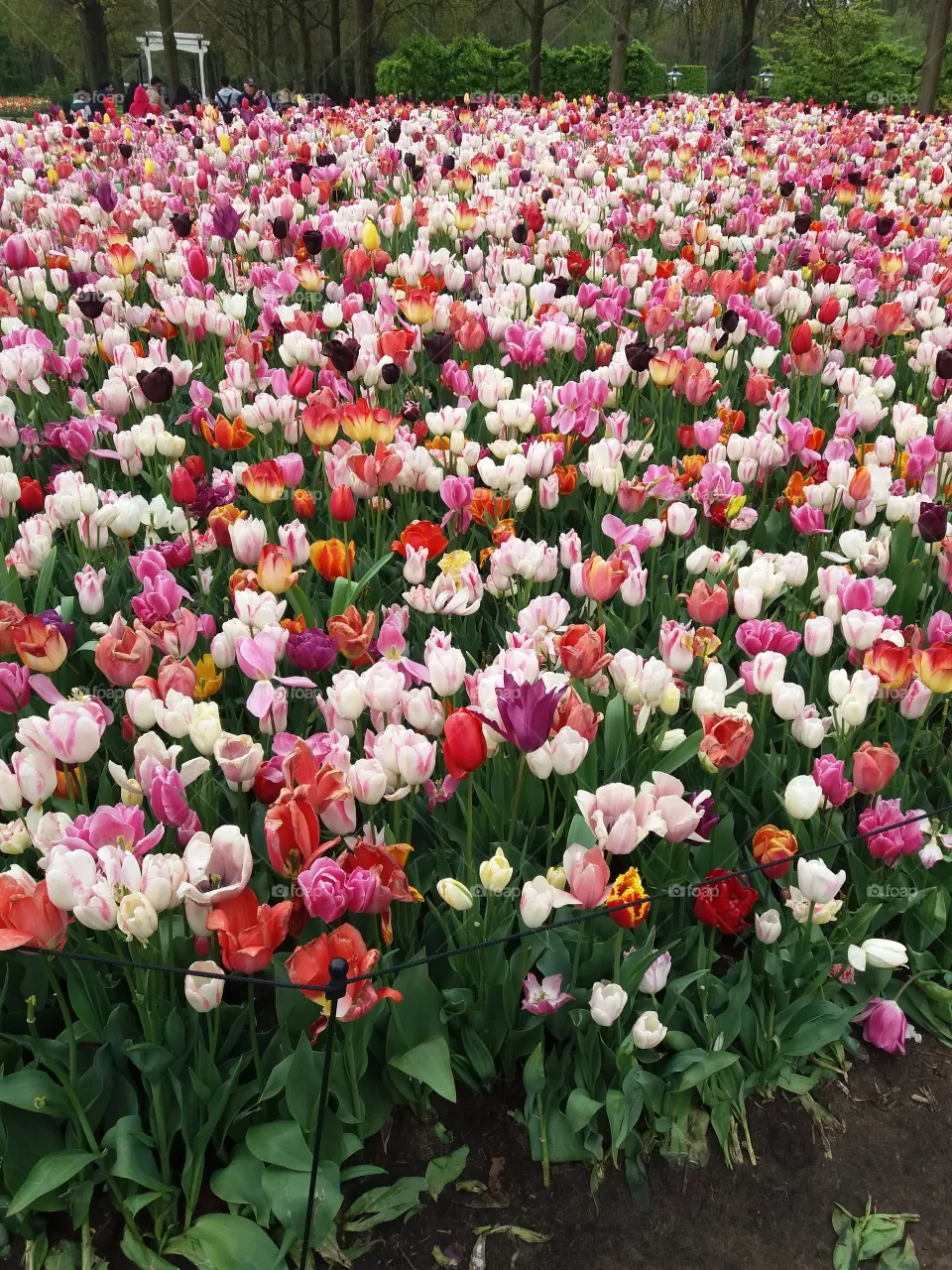 tulipas