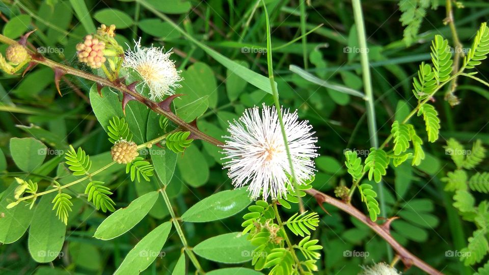 lovely flowers with many Niddles