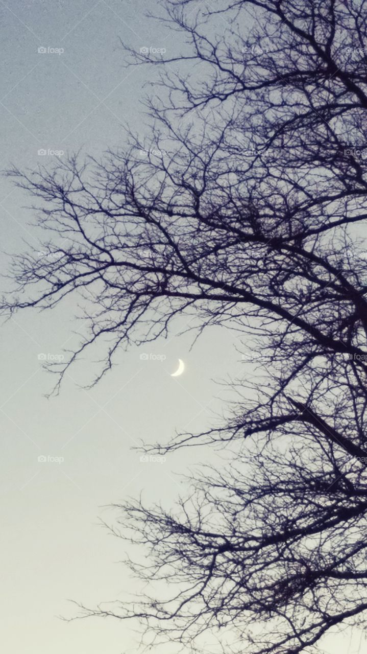 Moon tree