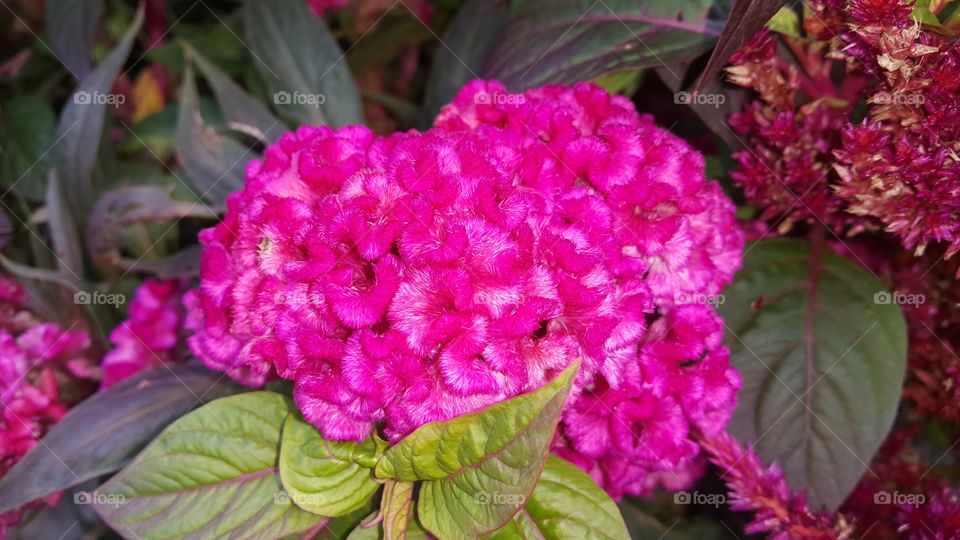 Cockscomb (Celosia cristata)