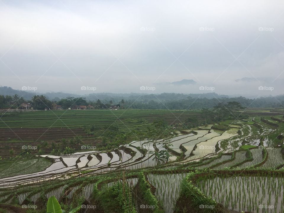 Terraced rice fields