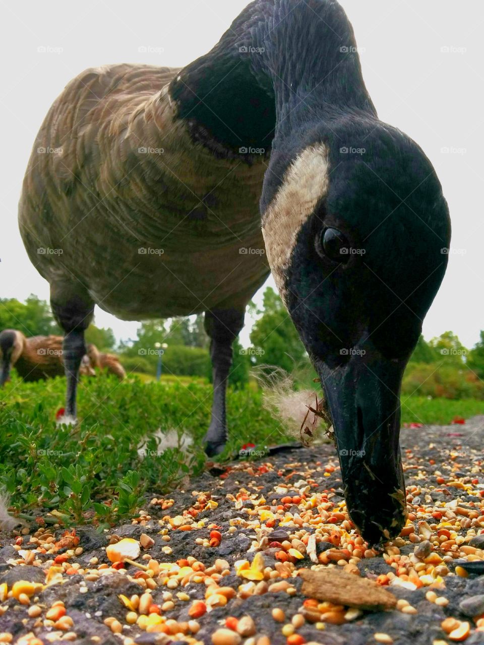 Close up Canadian goose. canadian goose in park . No zoom or cropping done