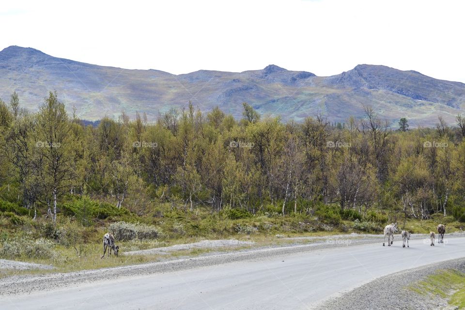 Beautiful landscape with reindeers and mountains