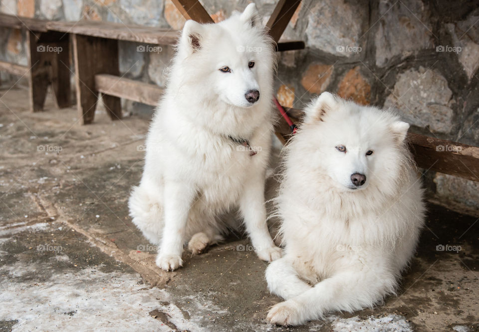 Two White Siberian Husky Dogs
