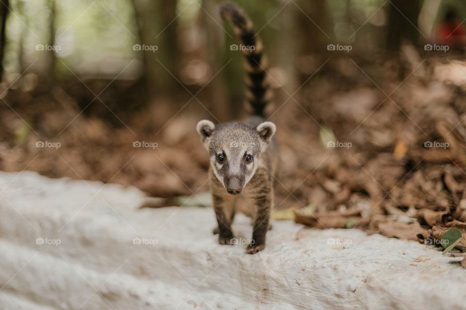 coati in a forest in Brazil