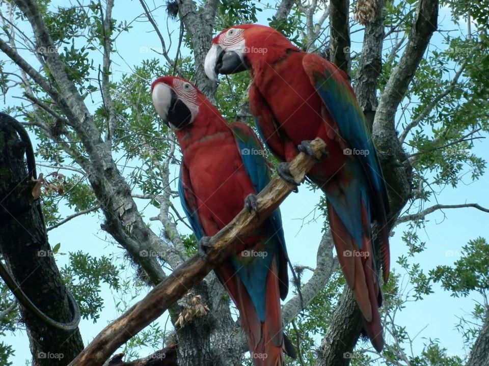 Scarlet Macaw . two beautiful birds I saw at a water park at Disney world 