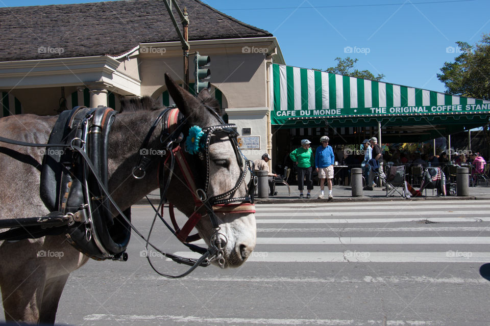 Tour horse 