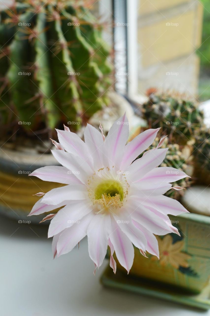 cactus flowers bloom beautiful house plants