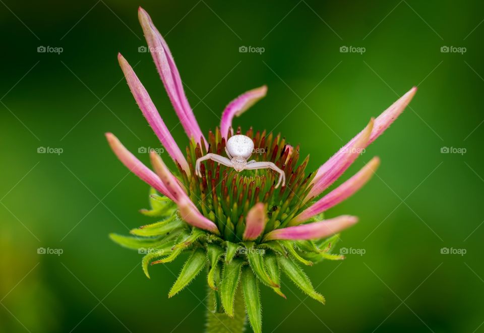 A little Goldenrod Crab Spider claims a young bloom of a Coneflower. 