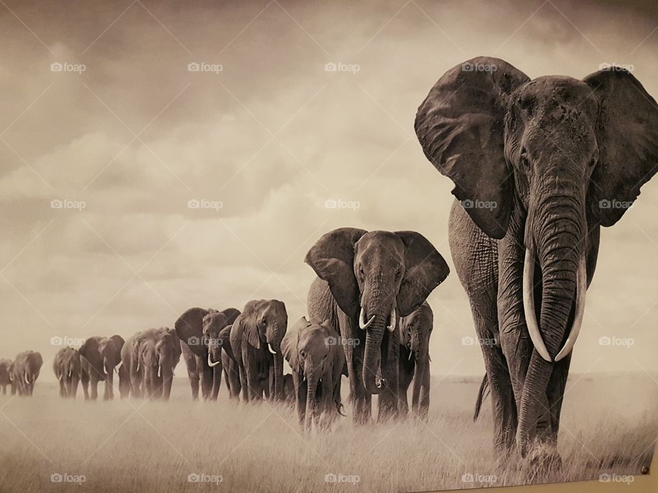 all the beautiful elephants