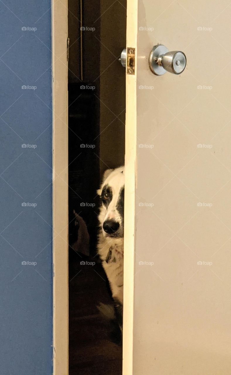 sad dog waiting for a walk