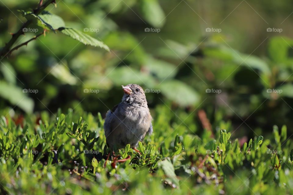 Bird on green grass in springtime 