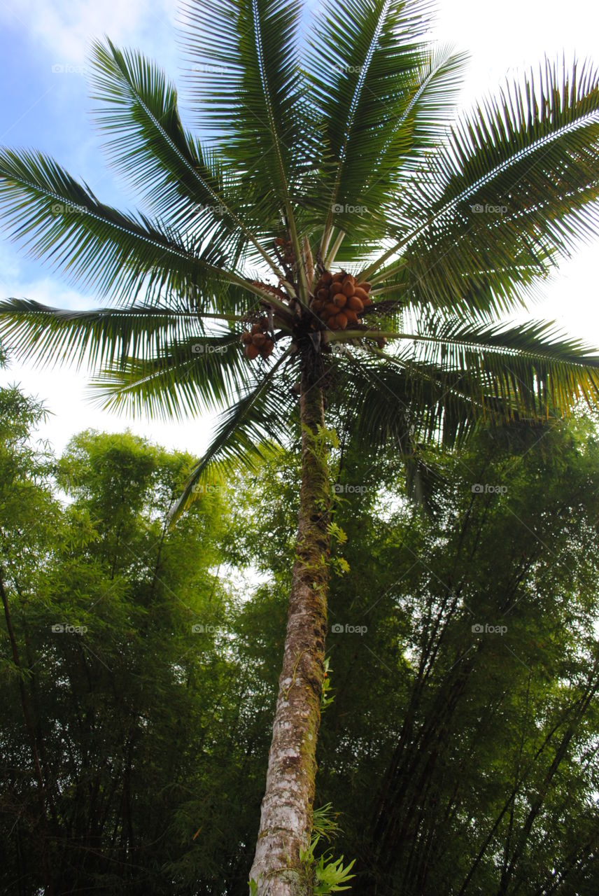 Palm