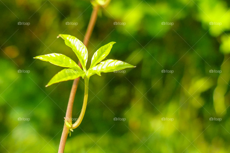 Beautiful leaf closeup photography