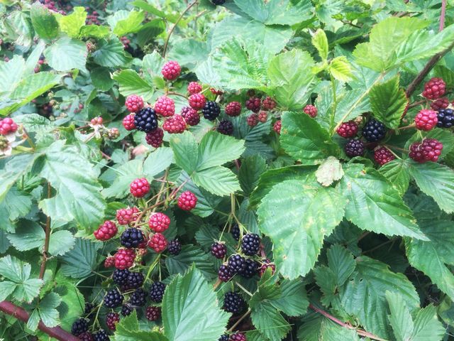 fruit