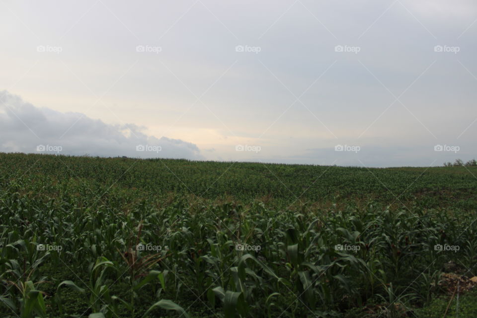 Kebun jagung pada sore hari