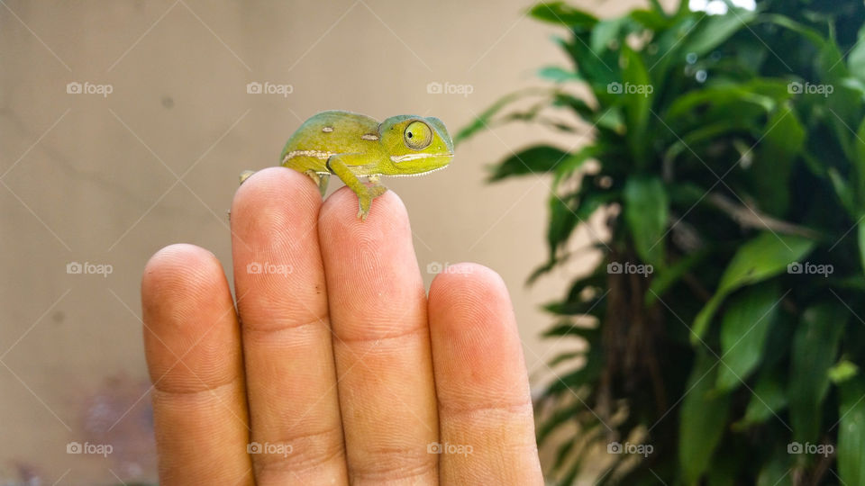 small chameleon on finger tips
