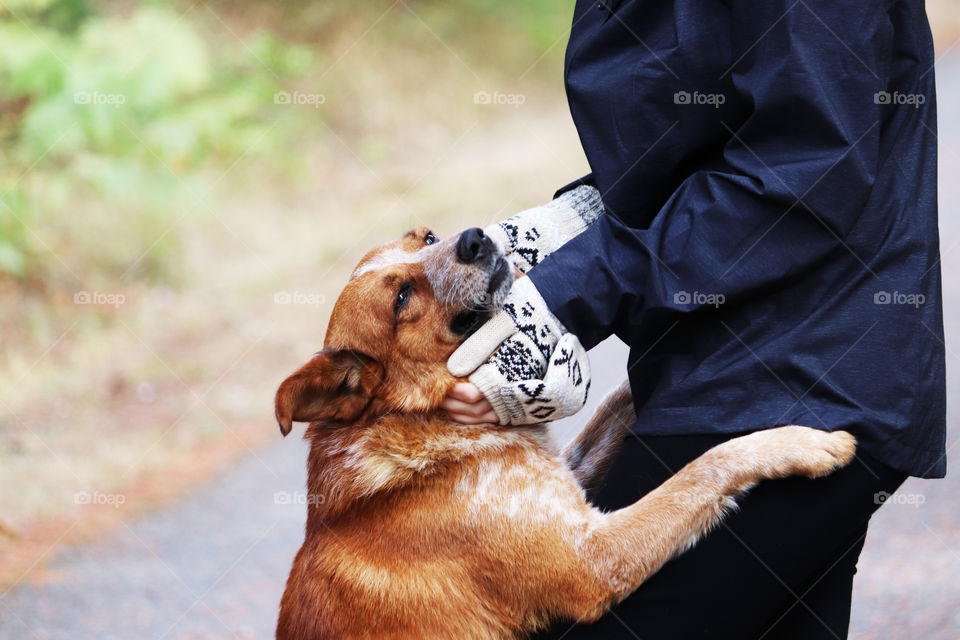 Dog enjoying some loving