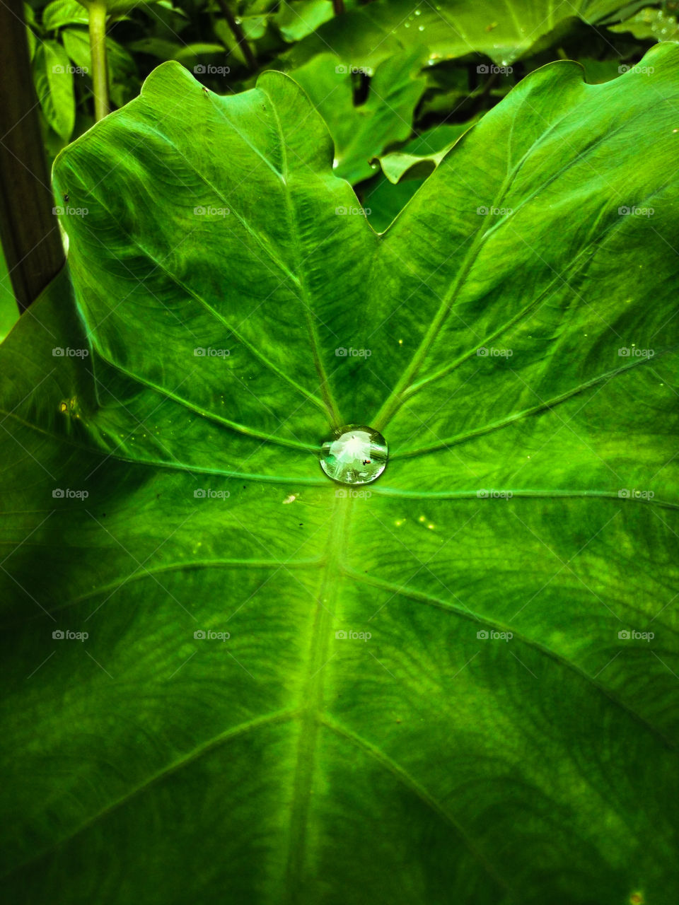 Water droplet on a giant leaf.. Nature is beautiful 🍂