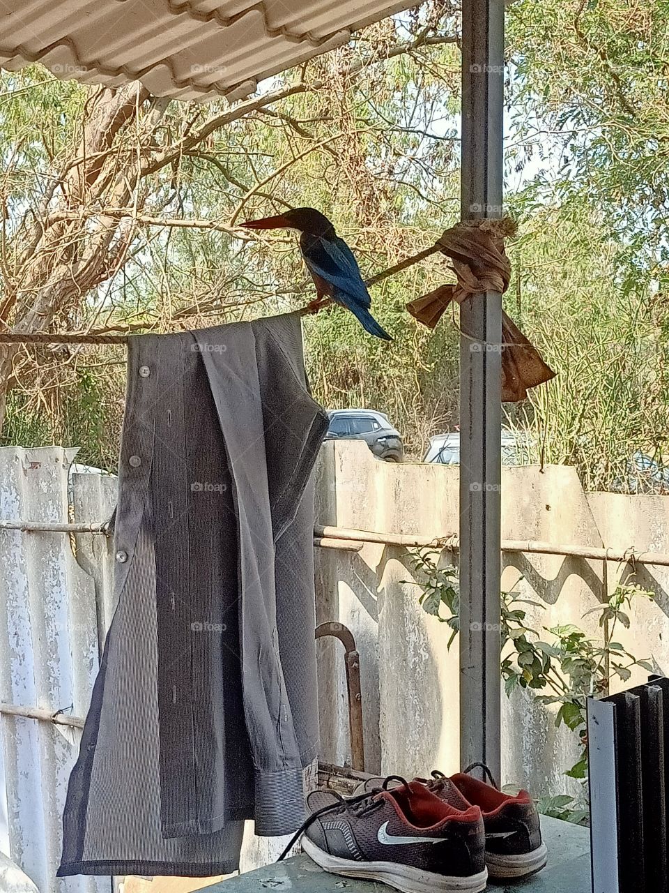 Kingfisher on my courtyard