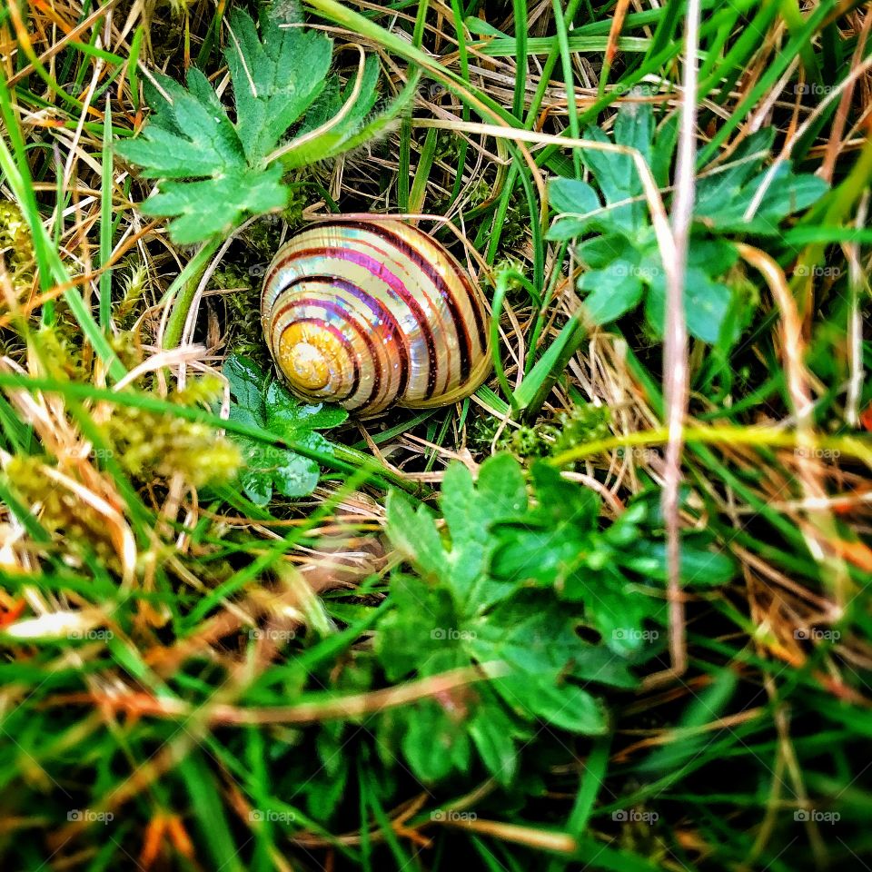 Pretty snail she'll