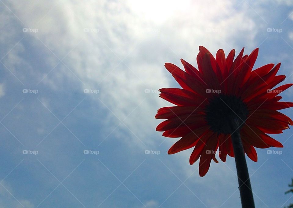 Flower/sky