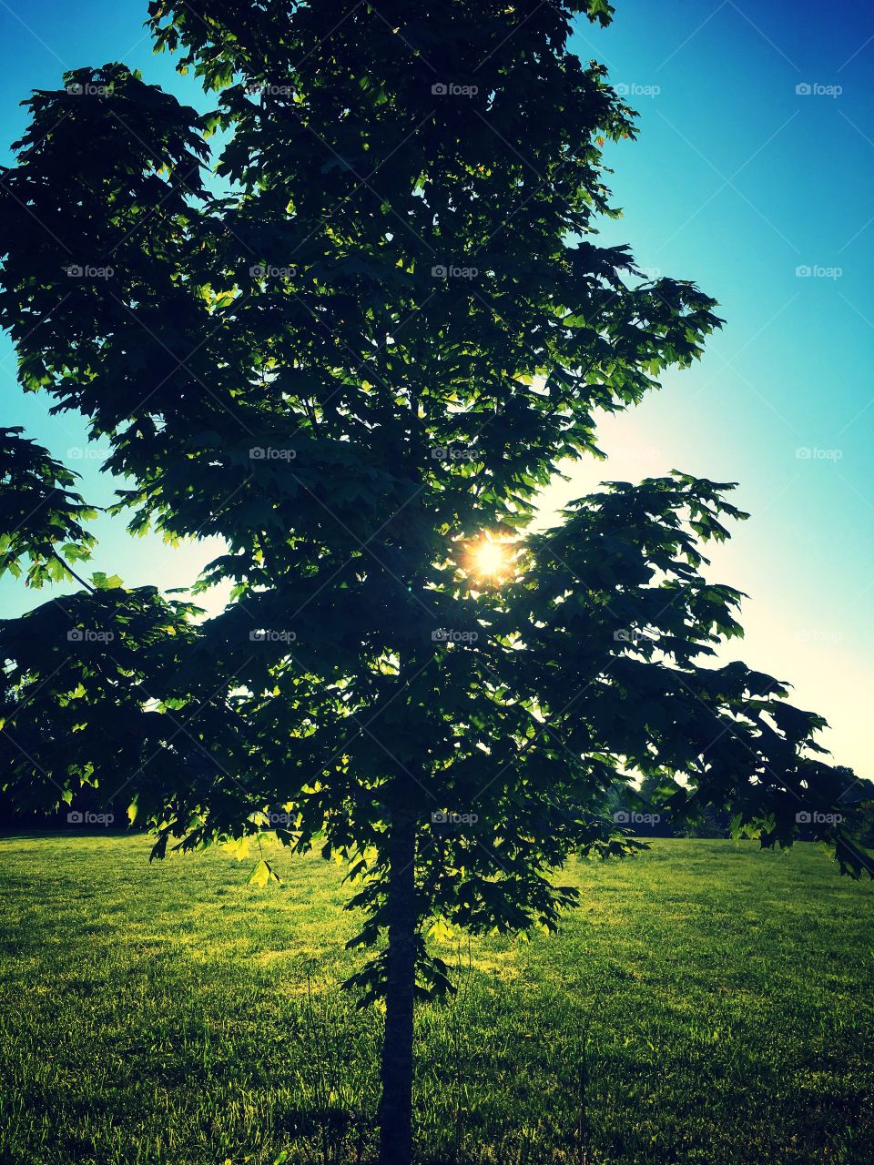 Sunrise through a tree in the park