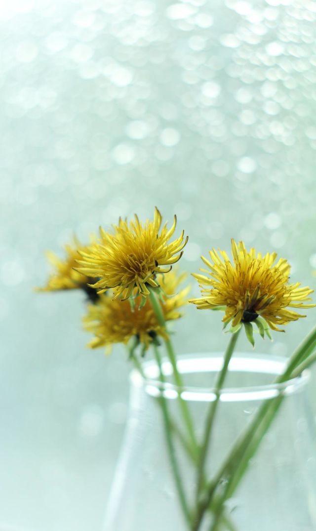 A bouquet of yellow dandelions in a vase