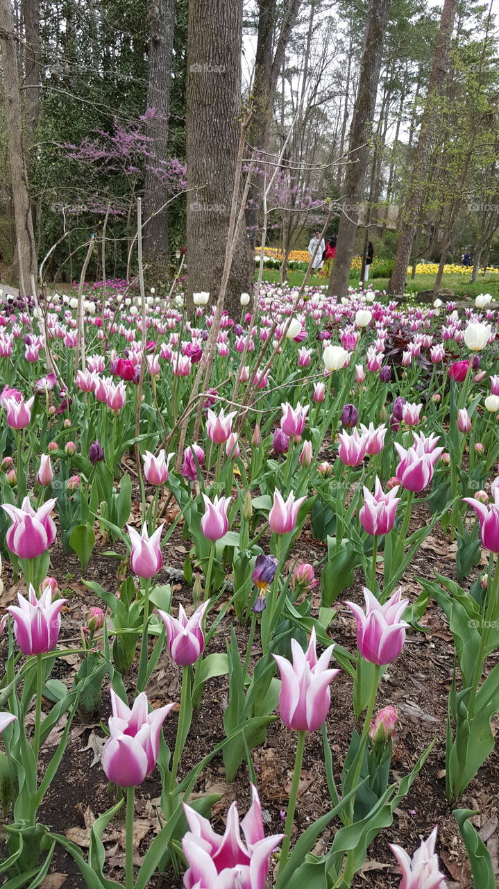 tulips pink white green Field Environmental nature Garden yard