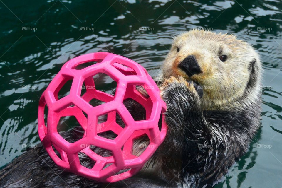 Beaver playing with plastic ball