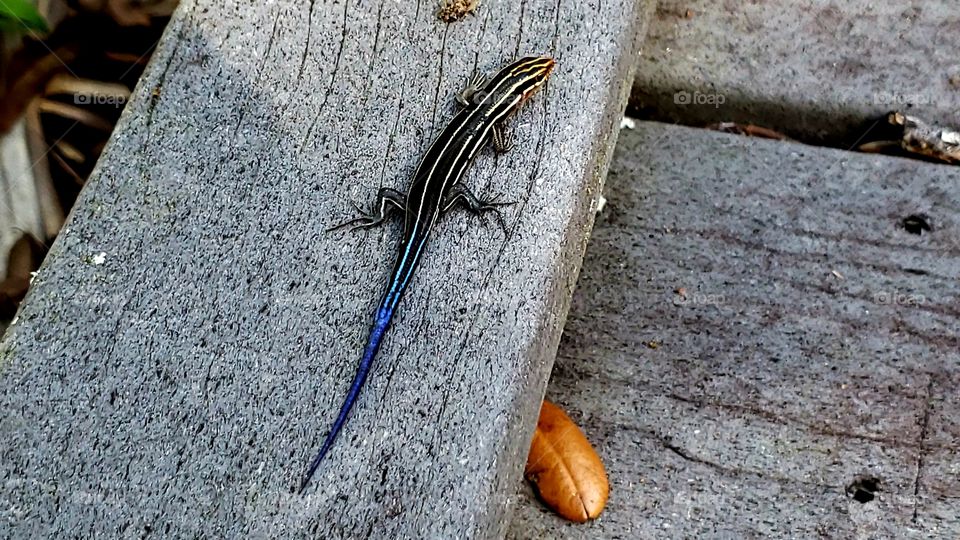 juvenile, African skink. rainbow colored.