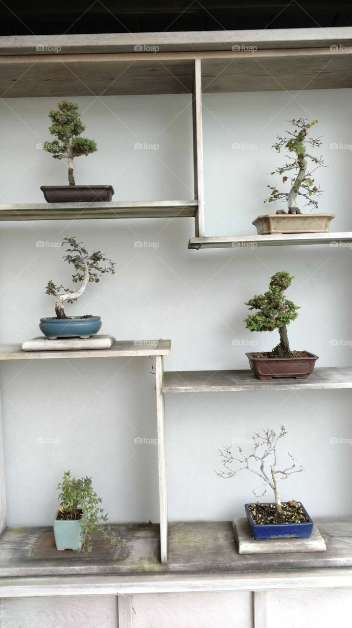 Bonsai tree display