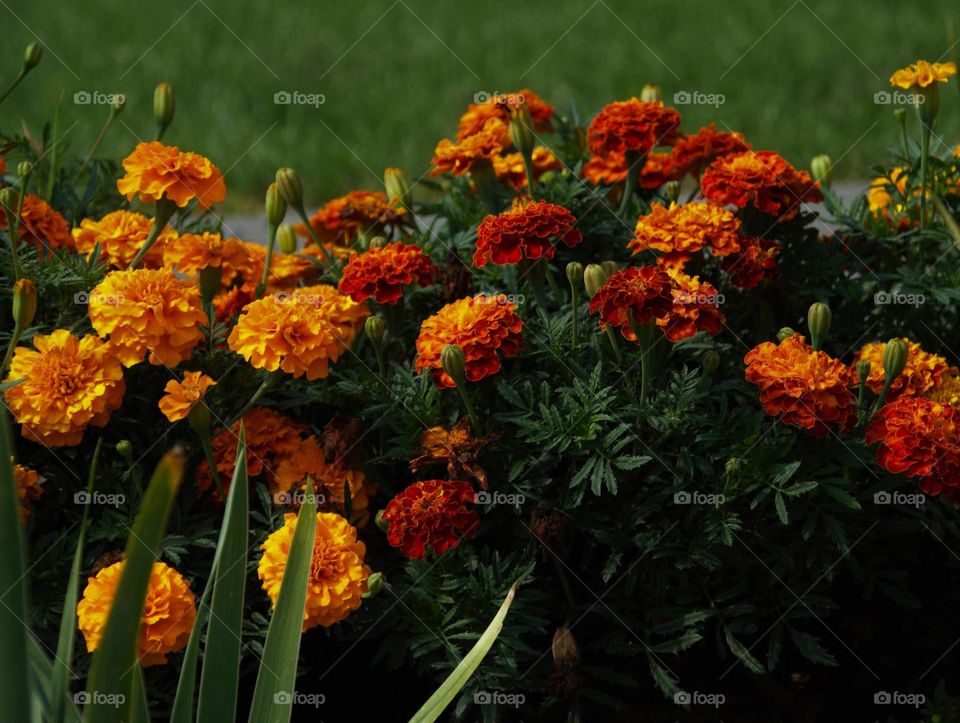 different types of marigold