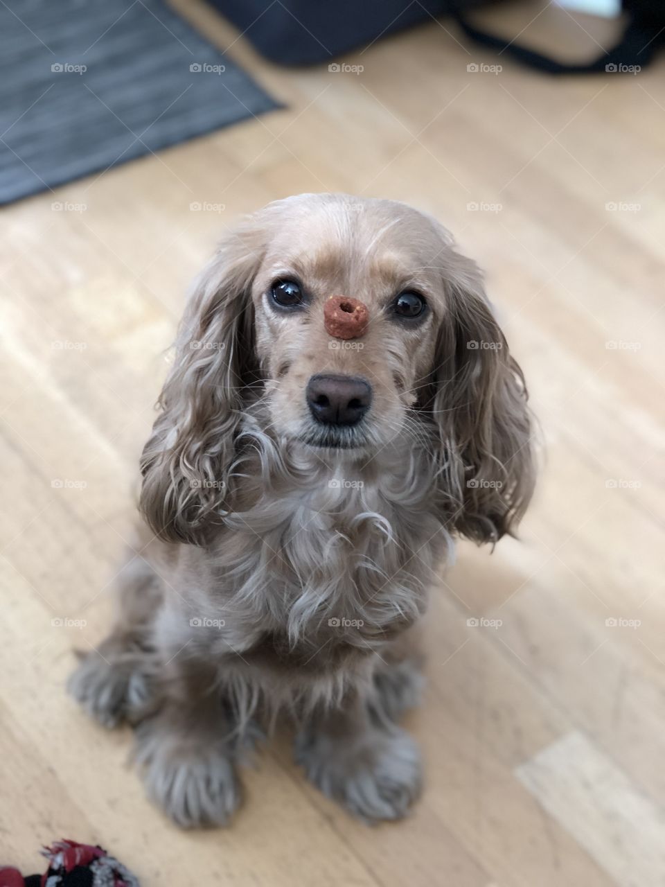 Frolic on nose of a dog