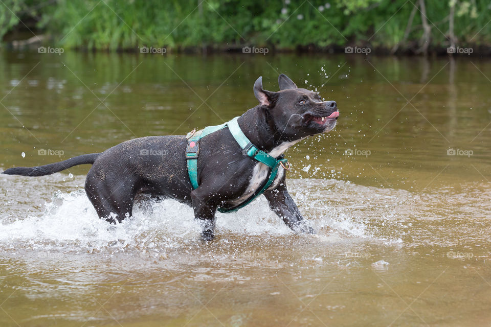 Happy dog playing in the lake, water splashes 
