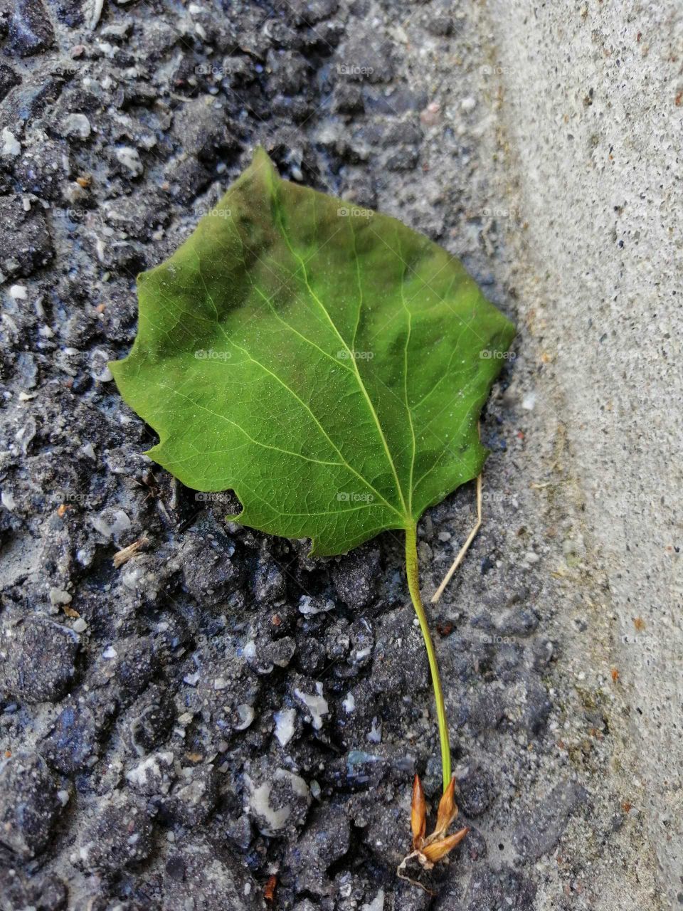 Leaf in the city